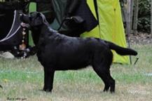 Labradorský retrívr- hnědá  a černá  štěnátka s PP - Labradorský retríver (122)