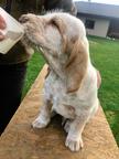 Italský spinone štěně - Spinone (165)