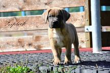 Cane Corso štěňata s FCI PP - Cane Corso (343) Cane Corso štěňata s FCI PP - Cane Corso (343)