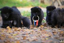 Německý špic velký černý prodám krásná štěňata sPP - Nemecký špic (097)