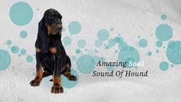 Šteniatka Black and Tan Coonhound hľadajú milujúci domov - Black and Tan Coonhound (300)