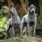 Thajský ridgeback – modré šteniatka s PP. - Thai Ridgeback (338)