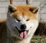 Akita inu - Akita (255)