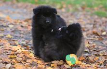Německý špic velký černý prodám krásná štěňata sPP - Nemecký špic (097)