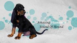 Šteniatka Black and Tan Coonhound hľadajú milujúci domov - Black and Tan Coonhound (300)