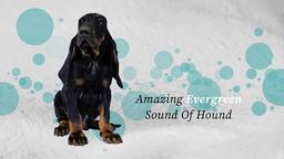 Šteniatka Black and Tan Coonhound hľadajú milujúci domov - Black and Tan Coonhound (300)