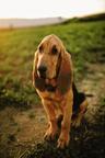 Bloodhound - Bladhaund (084)
