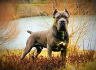 Cane Corso s PP - Cane Corso (343)