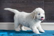 šteniatka Zlatého retrievera s PP - Zlatý retriever (111)