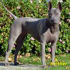 Thajský ridgeback – modré šteniatka s PP. - Thai Ridgeback (338)