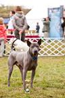 Thajský ridgeback modrý - Thajský ridžbek (338)
