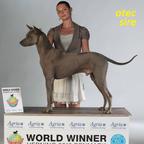 Thajský ridgeback – modré šteniatka s PP. - Thai Ridgeback (338)