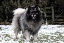 Německý špic vlčí / keeshond - Nemecký špic (097)