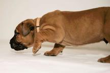 Šteniatka na predaj - Boerboel - Juhoafrický mastiff