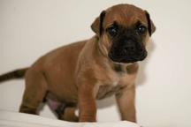 Šteniatka na predaj - Boerboel - Juhoafrický mastiff