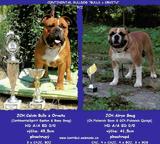 Continental Bulldog PP FCI - Kontinentálny buldok