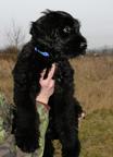 Briard - černá štěňátka - Briard (113)