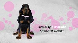 Šteniatka Black and Tan Coonhound hľadajú milujúci domov - Black and Tan Coonhound (300)