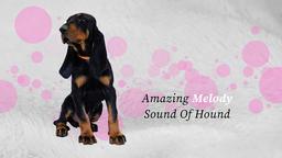 Šteniatka Black and Tan Coonhound hľadajú milujúci domov - Black and Tan Coonhound (300)