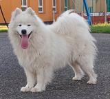 Samojed prodám štěňata s PP - Samojed (212)
