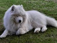 Samojed prodám štěňata s PP - Samojed (212)
