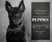 Thai Ridgeback PUPPY  - Thajský ridžbek (338)