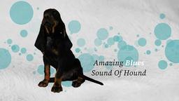 Šteniatka Black and Tan Coonhound hľadajú milujúci domov - Black and Tan Coonhound (300)