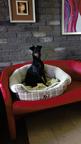 Manchester terrier - Manchesterský teriér (071) Manchester terrier - Manchesterský teriér (071)