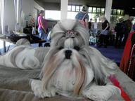 Shih tzu s PP - Ši-cu (208)