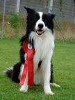 Border collie - Border kólia (297)
