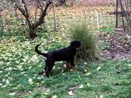 Rottweiler - Rotvajler (147)
