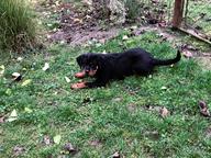 Rottweiler - Rotvajler (147)