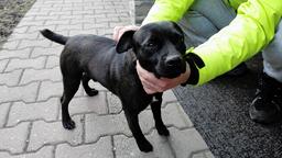 Patterdale teriér štěňata - Patterdale teriér