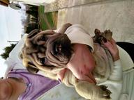 Sharpei - Šar pej (309) Sharpei - Šar pej (309)