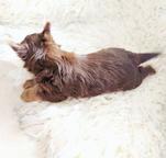 Yorkshire terrier s pp - Jorkšírsky teriér (086)