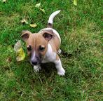 Predám šteniatka Jack Russell Terriér - Teriér Jacka Russella (345)
