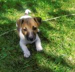 Predám šteniatka Jack Russell Terriér - Teriér Jacka Russella (345)