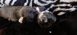 Na predaj krásne šteniatka - Cane Corso (343) Na predaj krásne šteniatka - Cane Corso (343)