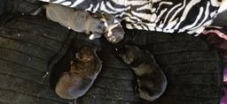 Na predaj krásne šteniatka - Cane Corso (343) Na predaj krásne šteniatka - Cane Corso (343)