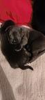 Na predaj krásne šteniatka - Cane Corso (343) Na predaj krásne šteniatka - Cane Corso (343)