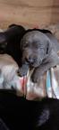 Na predaj krásne šteniatka - Cane Corso (343) Na predaj krásne šteniatka - Cane Corso (343)