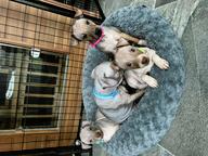 American hairless terrier - Americký bezsrstý teriér