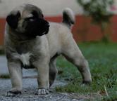 Anatolský pastiersky pes - kangal - Anatolský pastiersky pes (331)