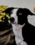 Border collie - Border kólia (297)