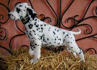 Dalmatin - nádherná štěňata s PP - Dalmatínsky pes (153)