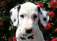 Dalmatin - nádherná štěňata s PP - Dalmatínsky pes (153)