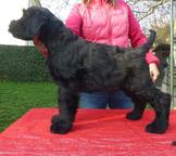 Knírač velký černý s PP-štěně - Bradáč veľký (181)