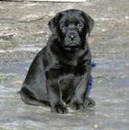 černá štěňata - pejsci labradora s rodokmenem - Labradorský retríver (122)