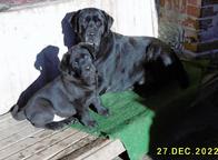 černá štěňata - pejsci labradora s rodokmenem - Labradorský retríver (122)