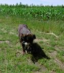 černá štěňata - pejsci labradora s rodokmenem - Labradorský retríver (122)